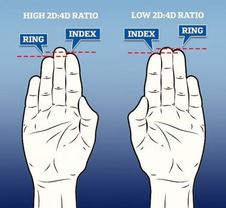 Ученые выяснили, что означает, когда безымянный палец длиннее указательного