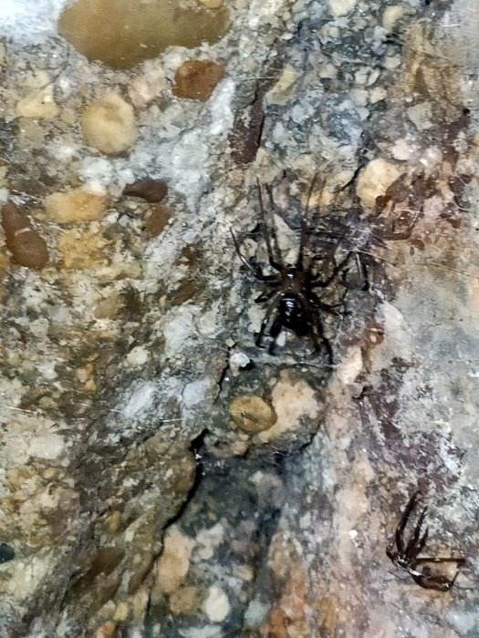 Опасно! Ядовитых пауков обнаружил житель Актау в подвале дома