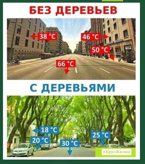 Представитель Ассоциации озеленения Казахстана поделился планом спасения зеленого фонда Актау