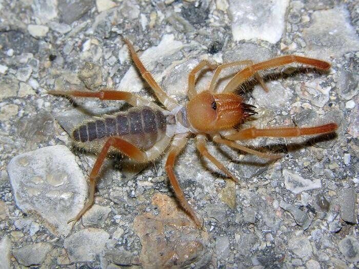 Опасные членистоногие Мангистау: с кем лучше не встречаться