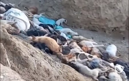 Мертвые и живые щенки в одной яме: очередной собачий могильник сняли на видео в Мангистау