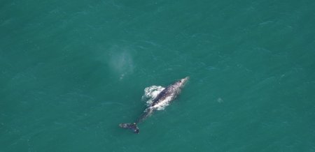 Впервые за 200 лет в водах Атлантического океана заметили серого кита
