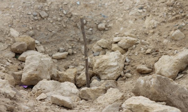 Жители Актау раскритиковали очередную посадку деревьев