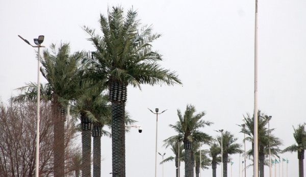 Пальмы «завяли» на набережной Актау
