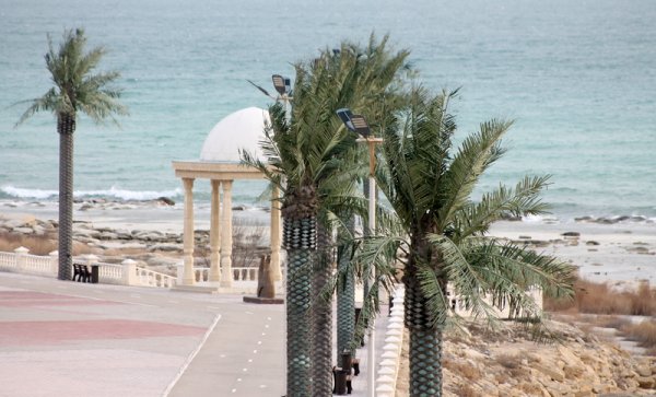 Пальмы «завяли» на набережной Актау