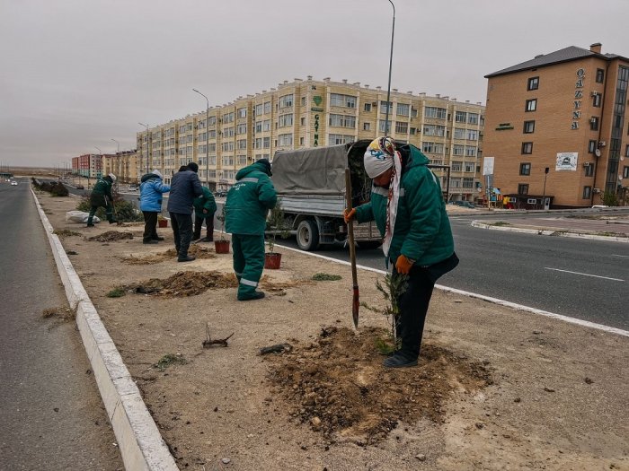 Сколько и какие деревья обещают высадить в этом году в Актау