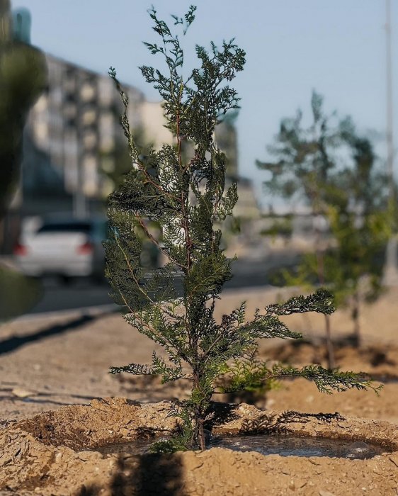 Сколько и какие деревья обещают высадить в этом году в Актау