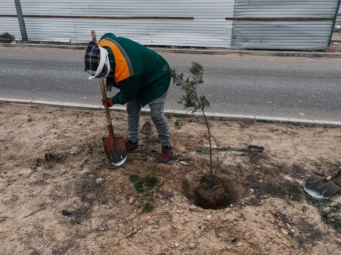 Сколько и какие деревья обещают высадить в этом году в Актау