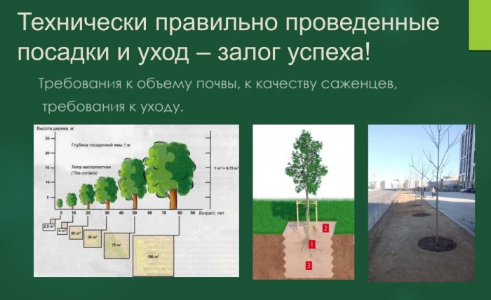 Представитель Ассоциации озеленения Казахстана поделился планом спасения зеленого фонда Актау