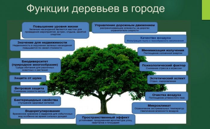 Представитель Ассоциации озеленения Казахстана поделился планом спасения зеленого фонда Актау