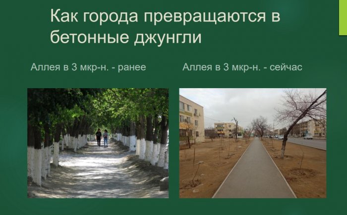 Представитель Ассоциации озеленения Казахстана поделился планом спасения зеленого фонда Актау