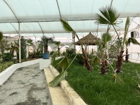 Какие деревья будут лучше расти в Актау: владельцы тепличного комплекса поделились опытом