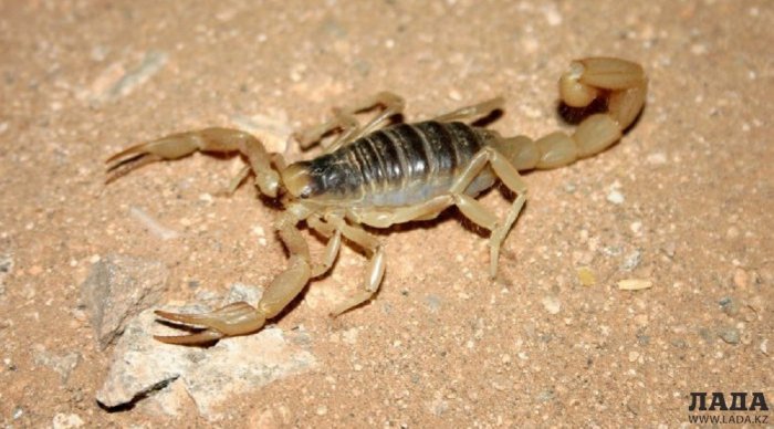 Опасные членистоногие Мангистау: с кем лучше не встречаться