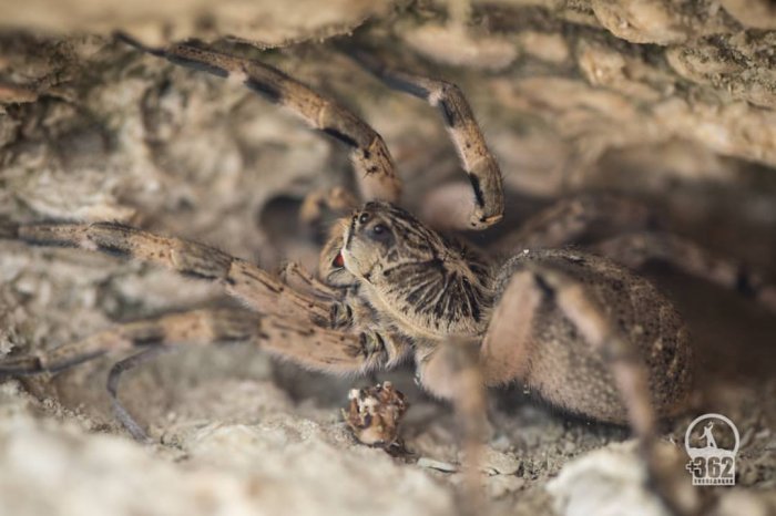 Опасные членистоногие Мангистау: с кем лучше не встречаться