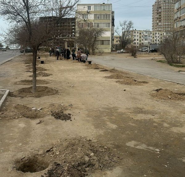 В Актау на месте планируемой автобусной остановки высадили деревья