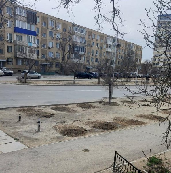 В Актау высаженные деревья на месте планируемой автобусной остановки перенесли
