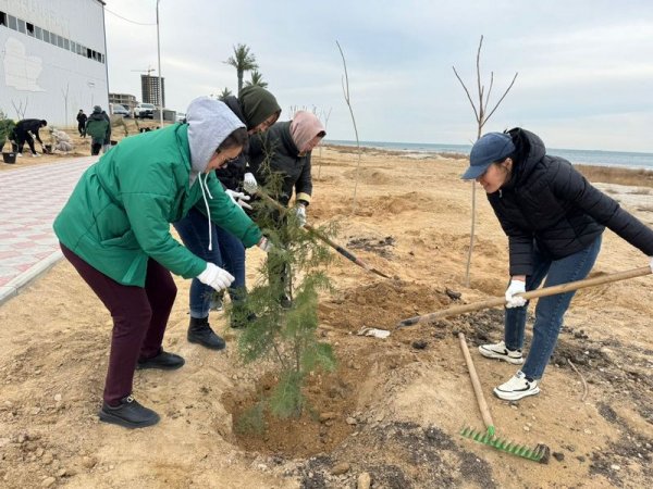 Чиновники высадили несколько сотен деревьев в Актау