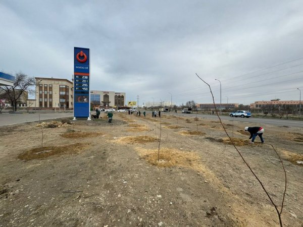 Чиновники высадили несколько сотен деревьев в Актау