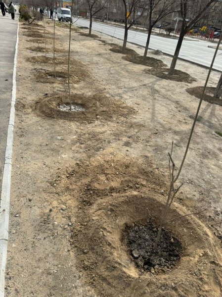 Чиновники высадили несколько сотен деревьев в Актау