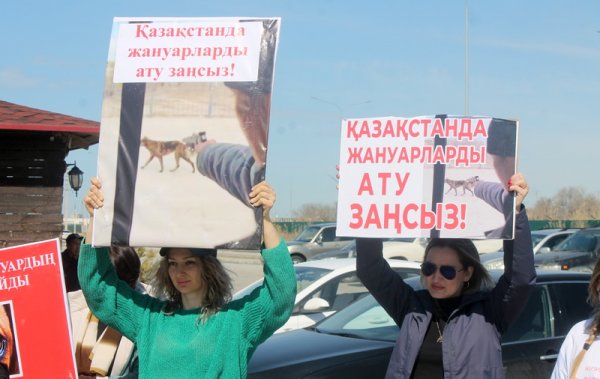 Эвтаназия – вынужденная мера? На митинге в Актау зоозащитники выступили против поправок в закон