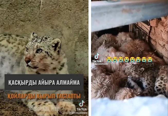 Среди жителей Мангистау будут распространять брошюру «Кошки пустынь Казахстана»