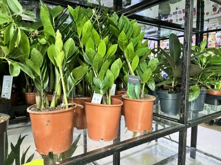 Жителям Актау на заметку: ТОП самых неприхотливых комнатных цветов