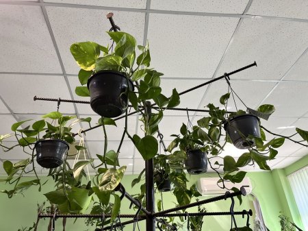 Жителям Актау на заметку: ТОП самых неприхотливых комнатных цветов