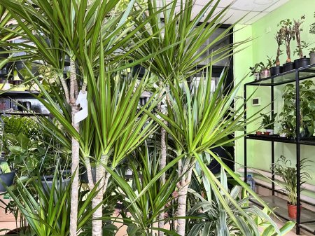 Жителям Актау на заметку: ТОП самых неприхотливых комнатных цветов