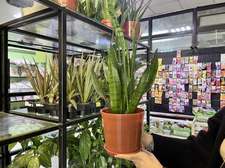 Жителям Актау на заметку: ТОП самых неприхотливых комнатных цветов