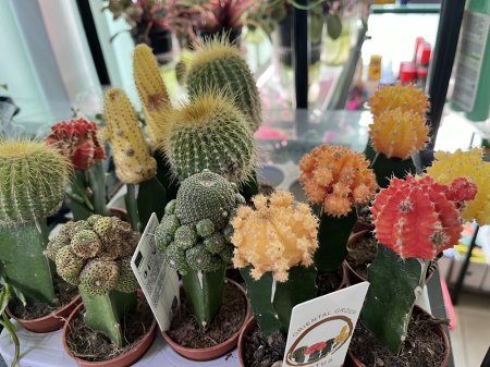 Жителям Актау на заметку: ТОП самых неприхотливых комнатных цветов