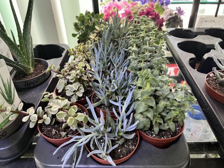 Жителям Актау на заметку: ТОП самых неприхотливых комнатных цветов