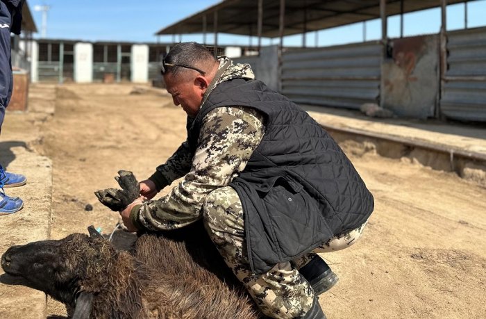 В Актау проведен мониторинг цен на продукты питания на рынках