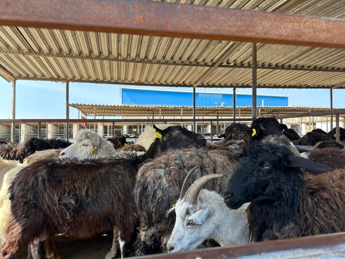 В Актау проведен мониторинг цен на продукты питания на рынках