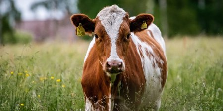 В коровьем молоке впервые обнаружили птичий грипп