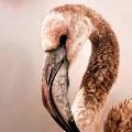 Выживший фламинго из Актау обживает новый дом в зоопарке Алматы
