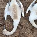 На берегу озера Караколь обнаружено 30 мертвых лебедей