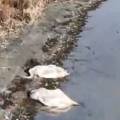 «Занижают масштабы трагедии»: массовый мор лебедей снял на видео блогер из Актау
