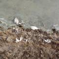Более 500 мертвых лебедей обнаружено на озере Караколь