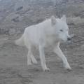 Белый волк попал в объектив фотоловушки в природном заповеднике Мангистау