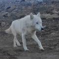 Откуда взялся белый волк в Мангистау?