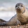 Биологи: Популяция каспийского тюленя в критическом состоянии