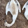 Споры о причинах мора лебедей в Актау продолжаются
