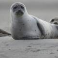 Министерство экологии РК провело мониторинг: «Каспийские тюлени чувствуют себя удовлетворительно»