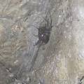 Ядовитые пауки в подвале дома в Актау: в КСК «Мангыстау Бiрлiк» пообещали потравить каракуртов
