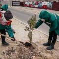 Сколько и какие деревья обещают высадить в этом году в Актау