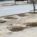 В Актау высаженные деревья на месте планируемой автобусной остановки перенесли