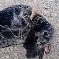 Попавшего в сеть тюленя спасли в Мангистау