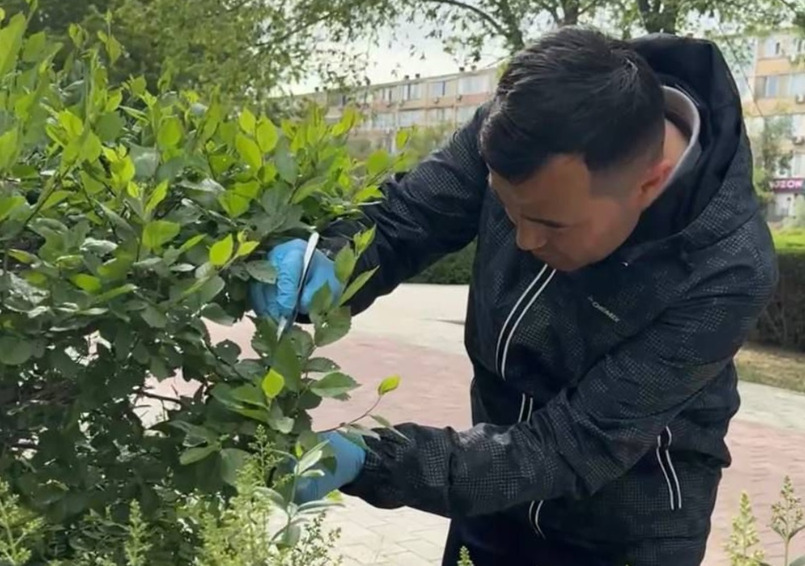 Акимат Актау привлек ученых по вопросам озеленения и уничтожения вредителей